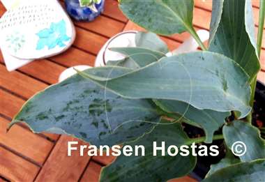 Hosta Tears in Heaven